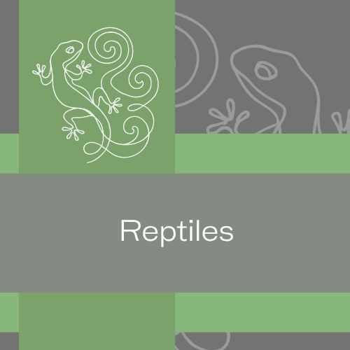 Reptiles